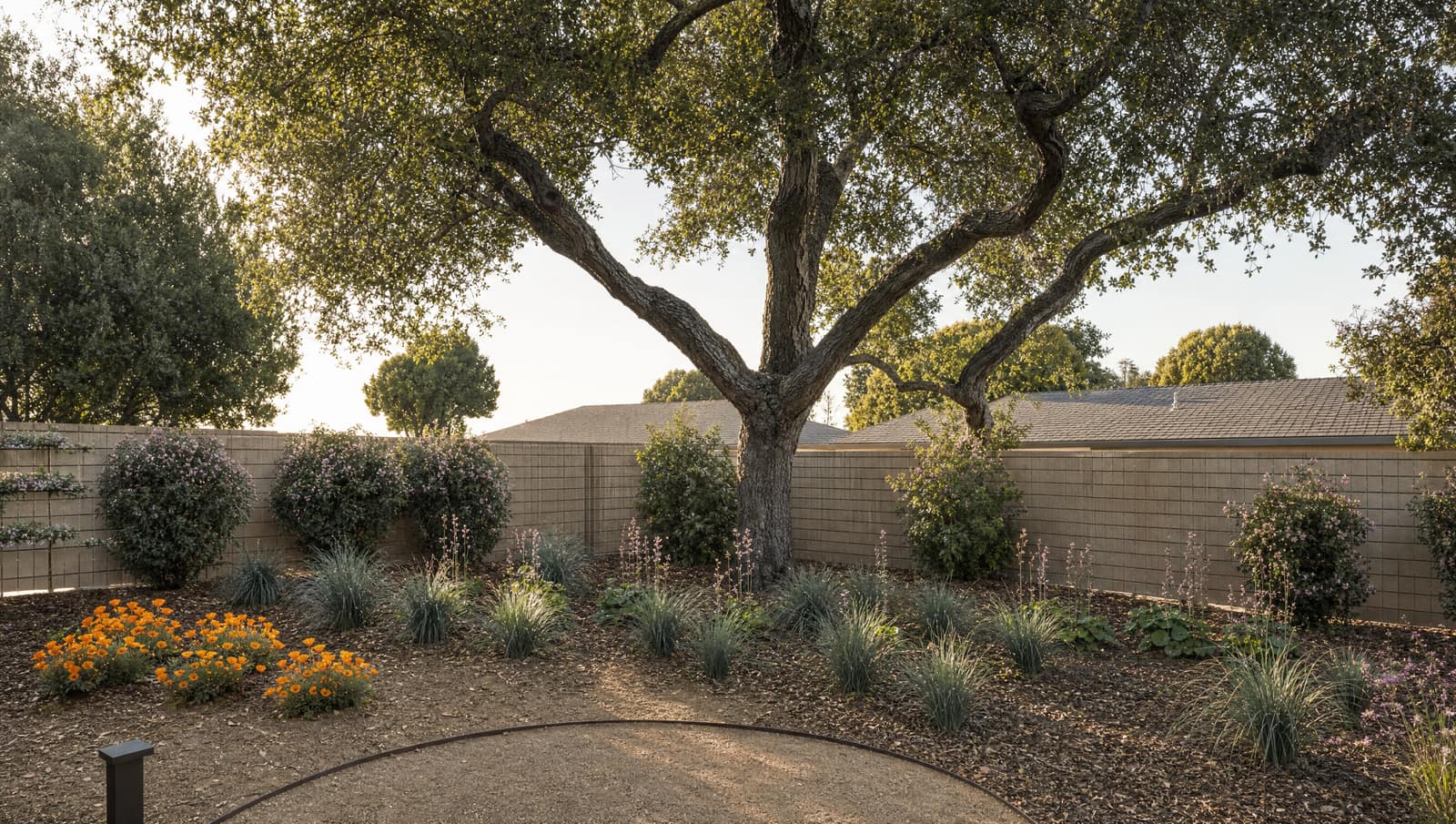 Concept render of a small decomposed granite seating nook under a coast live oak, with fescue, alum root and poppies.